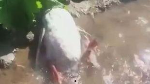 王大娘最新爆料视频,惊人内幕曝光!